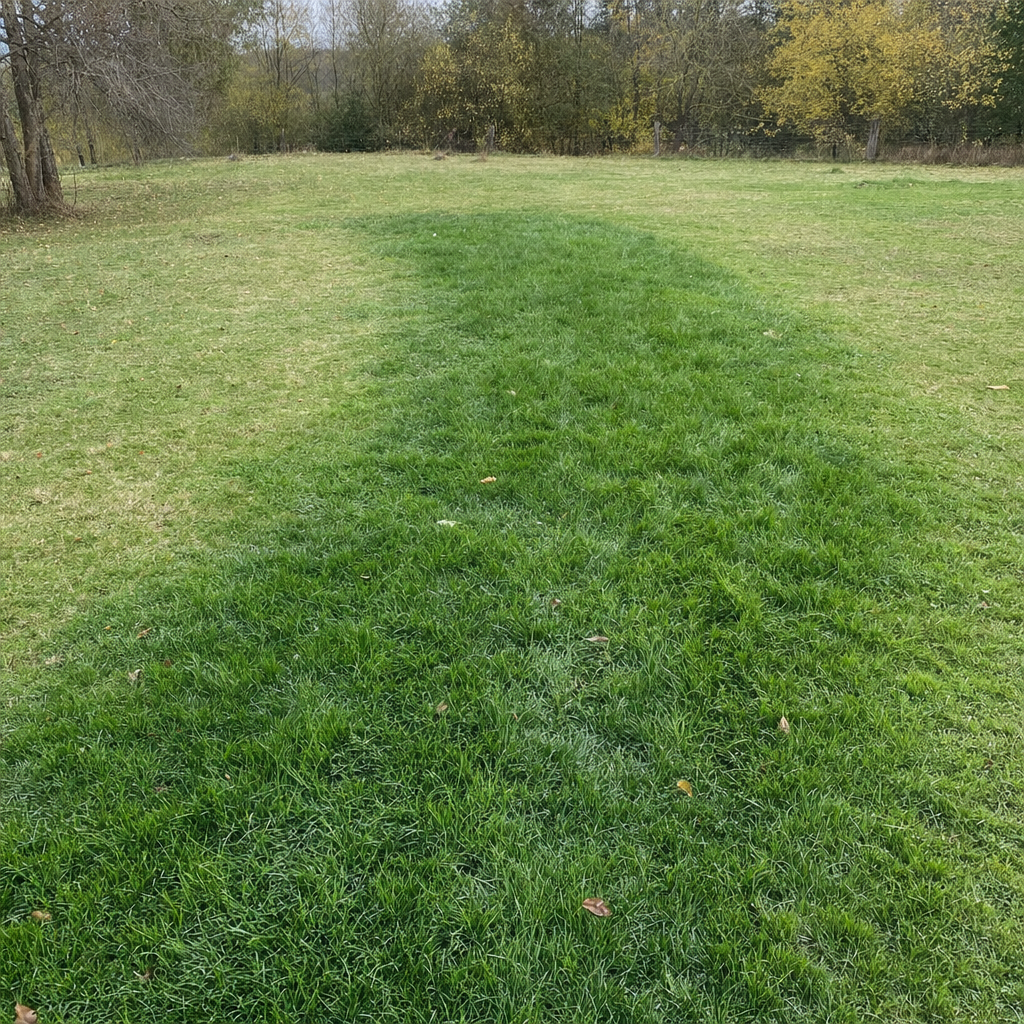 A soggy, unusually green patch of lawn over the drain field of a Bakersfield home, a sign the septic tank needs pumping